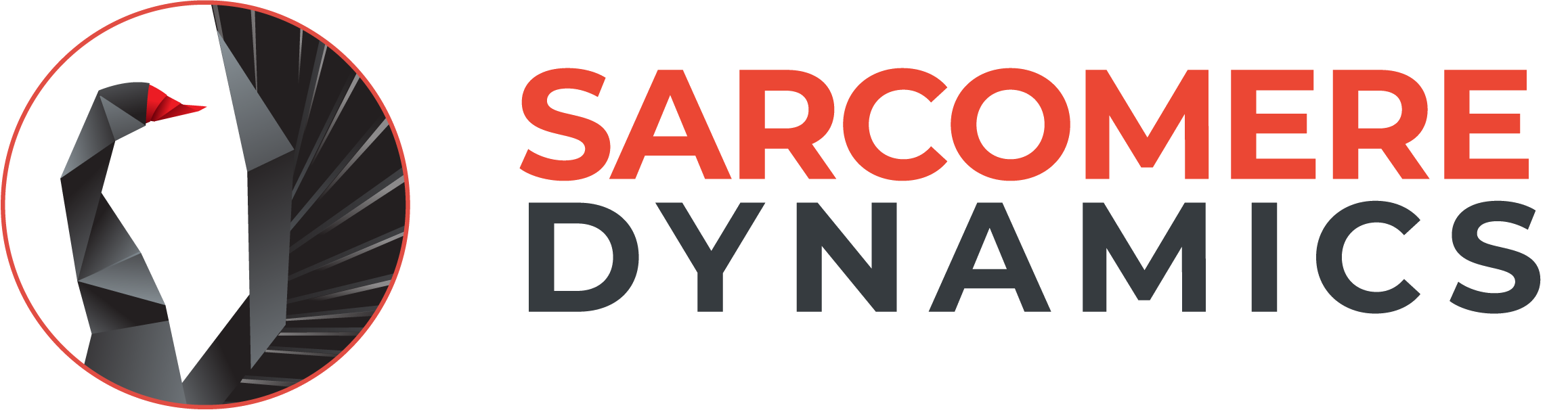 Sarcomere Dynamics